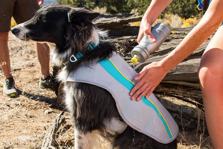 7 Best Dog Cooling Collars Compare Features and Find the Perfect Fit for Your Pup 10670