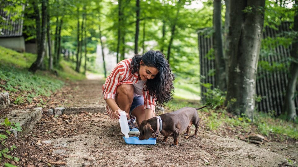 7 Best Portable Dog Water Bowls for On the Go Hydration 10648