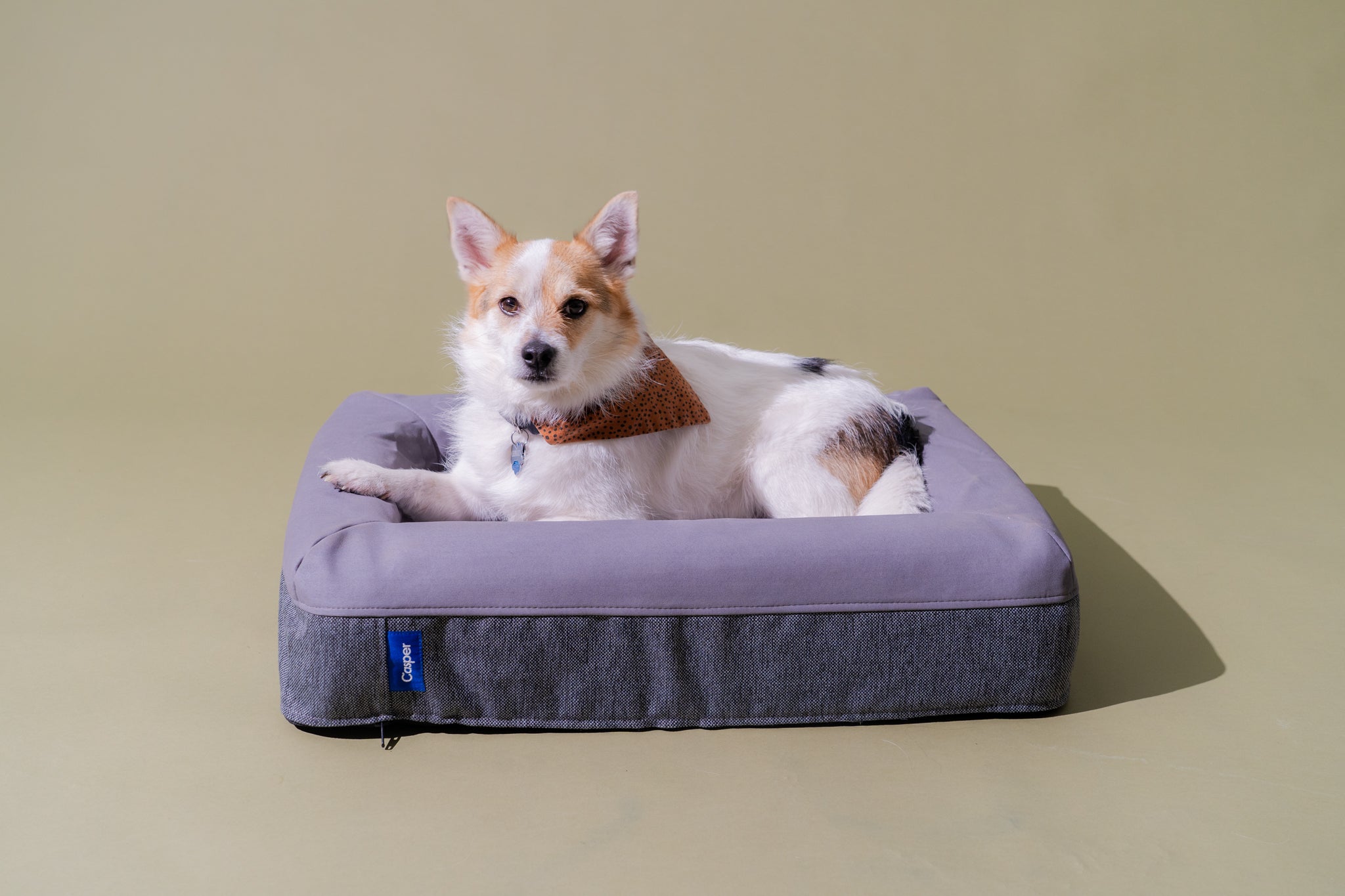 Best Dog Bedding 5 Top Rated and Affordable Options 7278