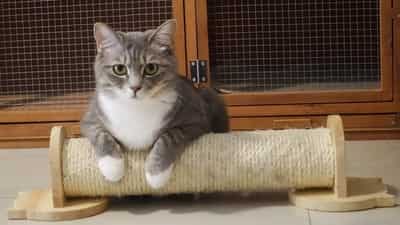 4 Scratching Boards to Keep Your Cat Happy Which is Best for Your Feline 16330 1
