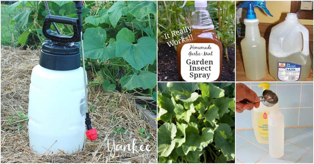 5 Best Garden Pesticides to Keep Your Plants Pest-Free